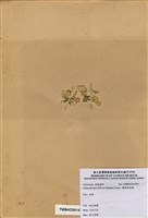 藏品(標準仙掌藻)的圖片